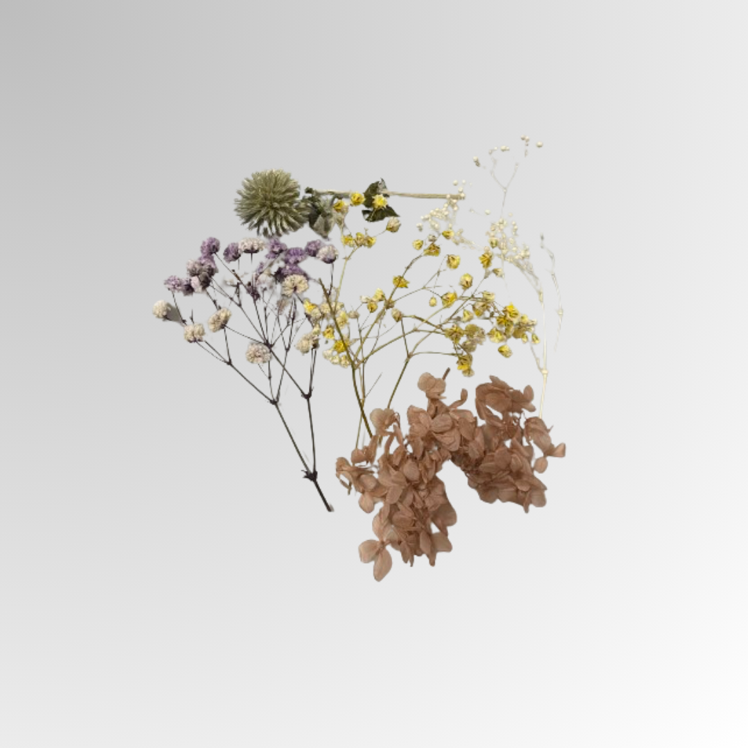 Abelia