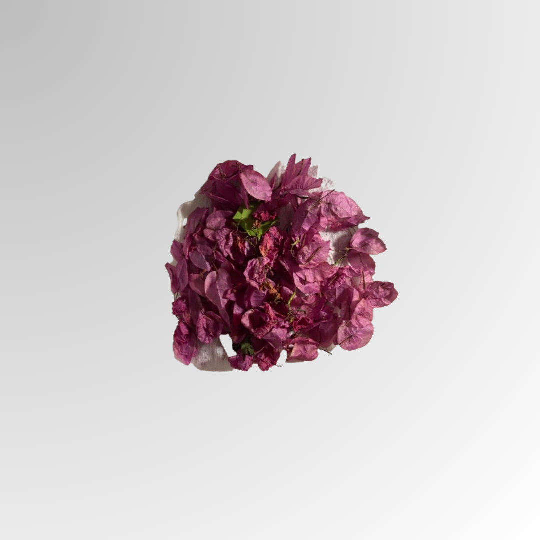Azalea grande